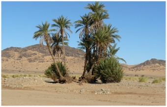 Ouzina Rimal